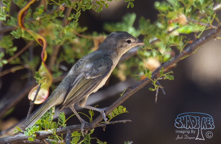 Bell's Vireo - Vireo bellii