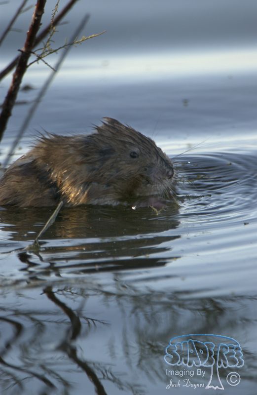 Muskrat - Ondatra zibethicus