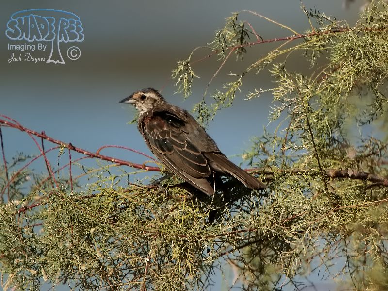 Red-Winged Blackbird - Agelaius phoeniceus
