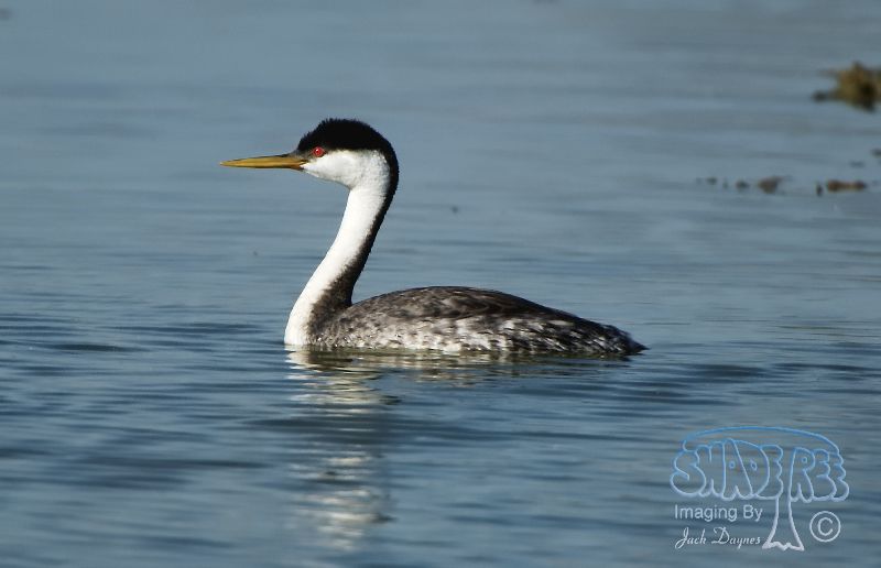 Western Grebe - Aechmophorus occidentalis