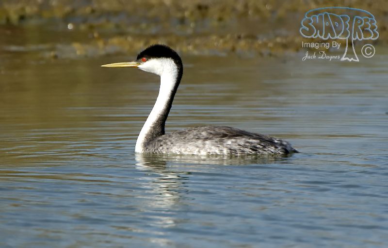 Western Grebe - Aechmophorus occidentalis