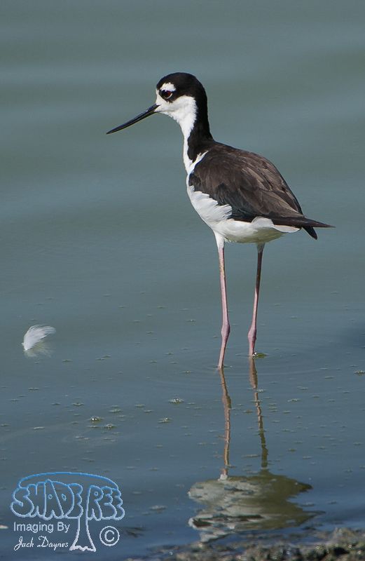 Black-Necked Stilt - Himantopus mexicanus