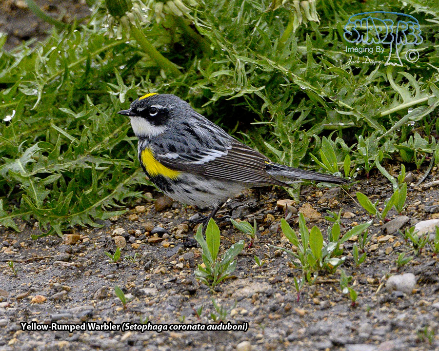 Yellow-Rumped Warbler - Setophaga coronata auduboni