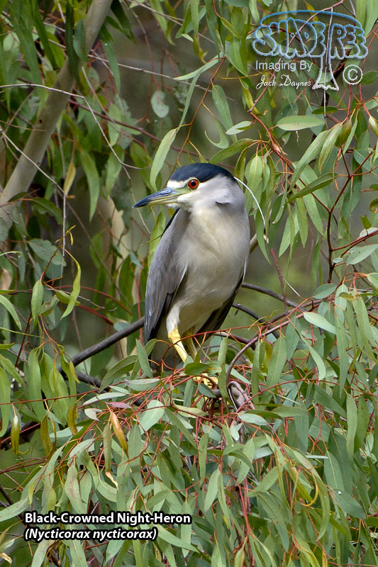Black-Crowned Night-Heron - Nycticorax nycticorax