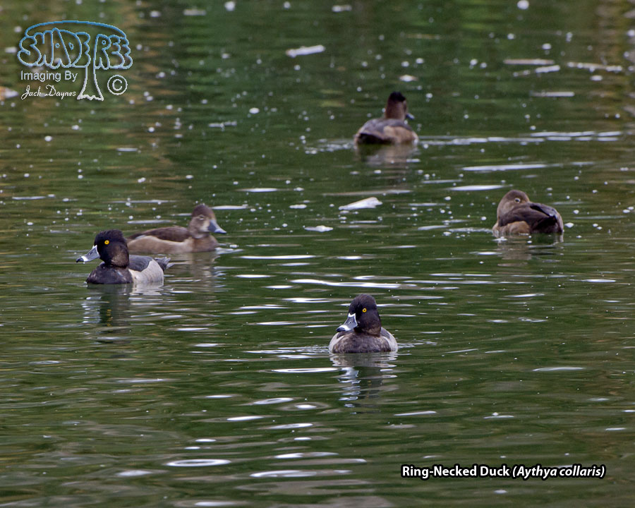 Ring-Necked Duck - Aythya collaris