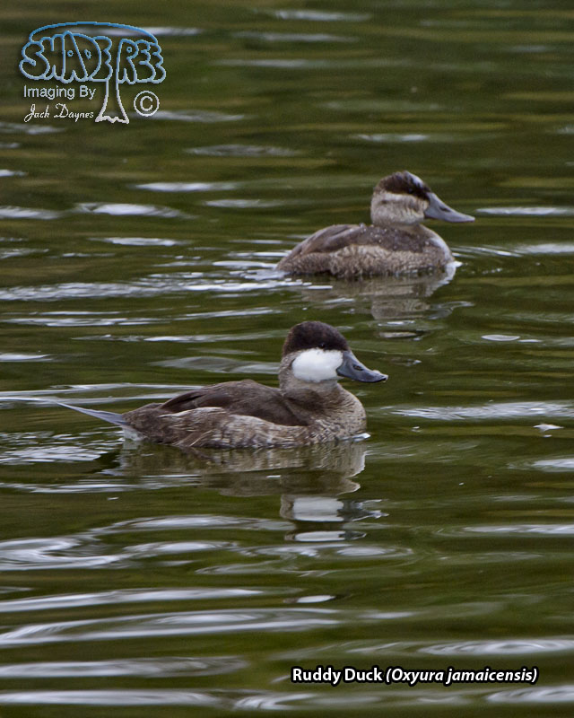 Ruddy Duck - Oxyura jamaicensis