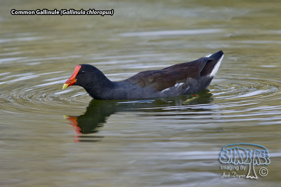 Common Gallinule - Gallinula chloropus