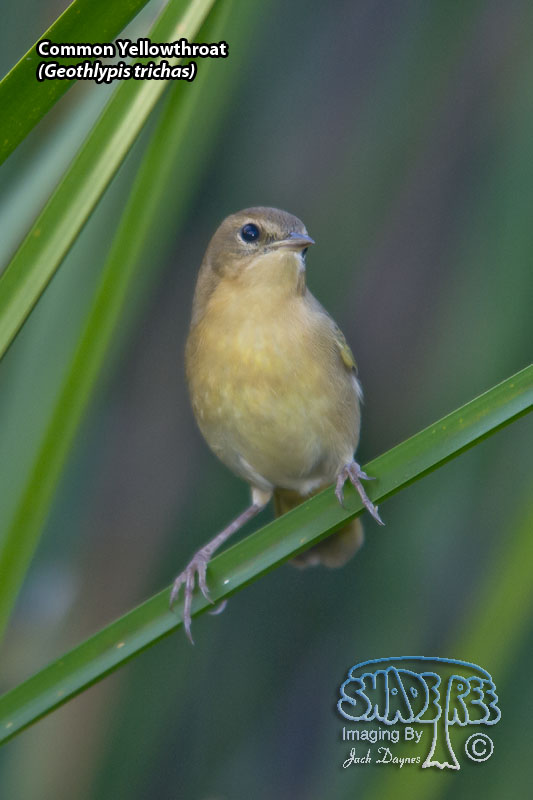 Common Yellowthroat - Geothlypis trichas