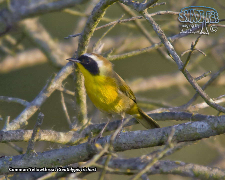 Common Yellowthroat - Geothlypis trichas