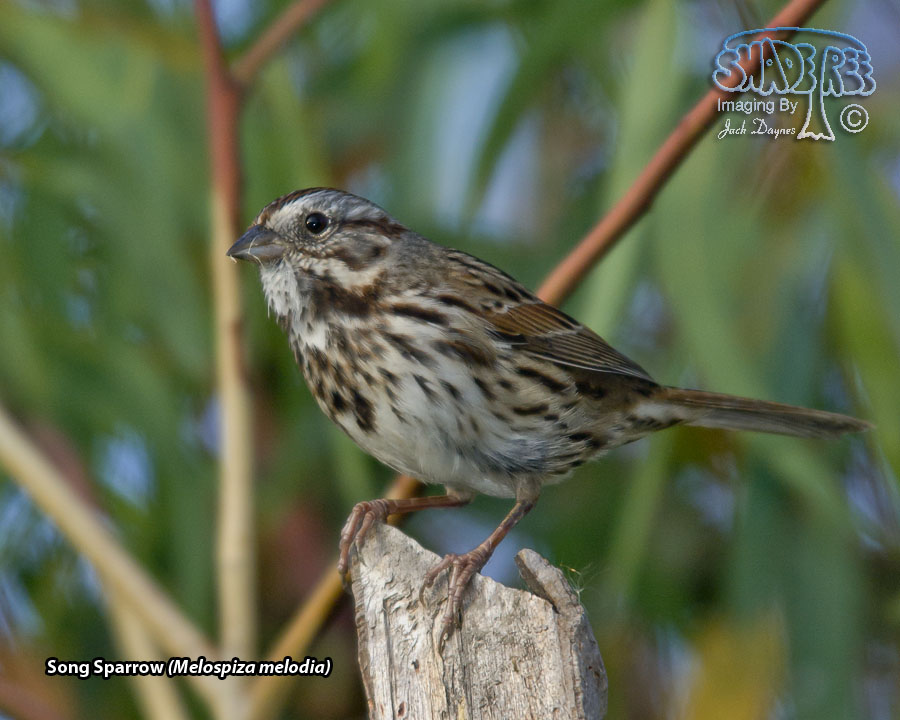 Song Sparrow - Melospiza melodia