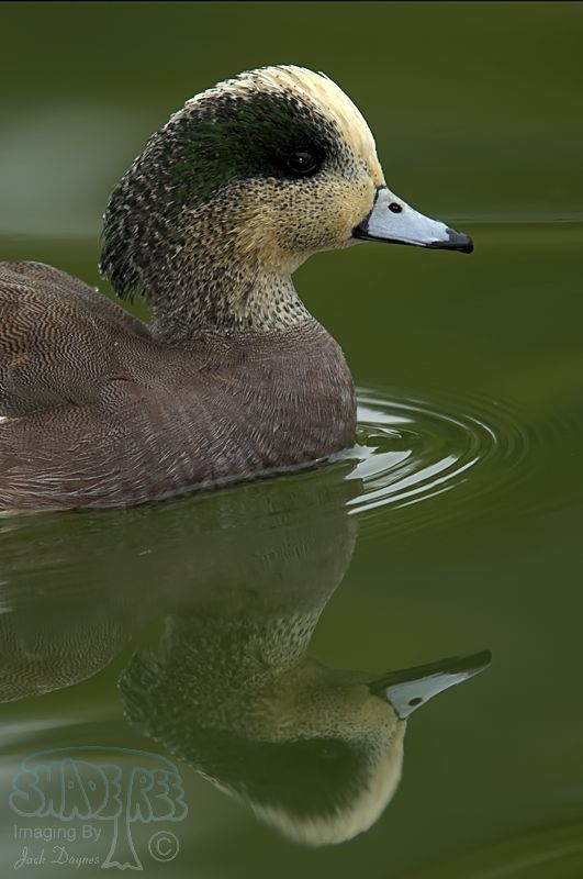 American Wigeon - Mareca americana