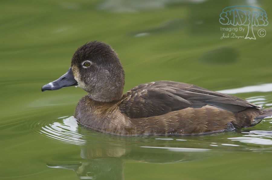 Ring-Necked Duck - Aythya collaris