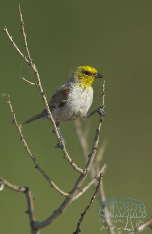 Verdin - Auriparus flaviceps
