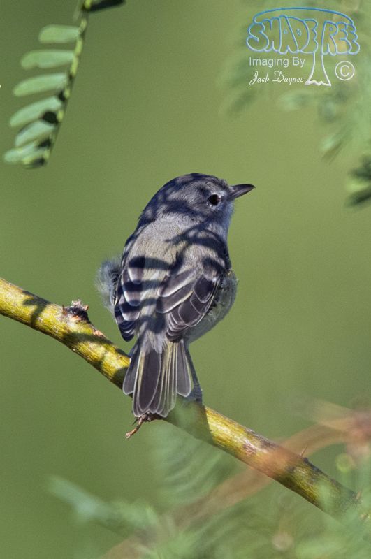 Bell's Vireo - Vireo bellii