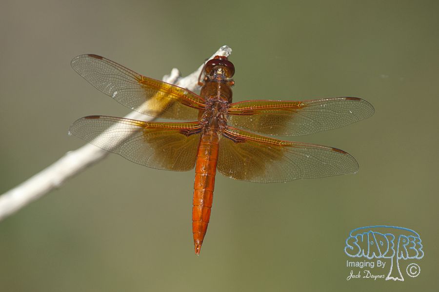 Flame Skimmer - Libellula saturata