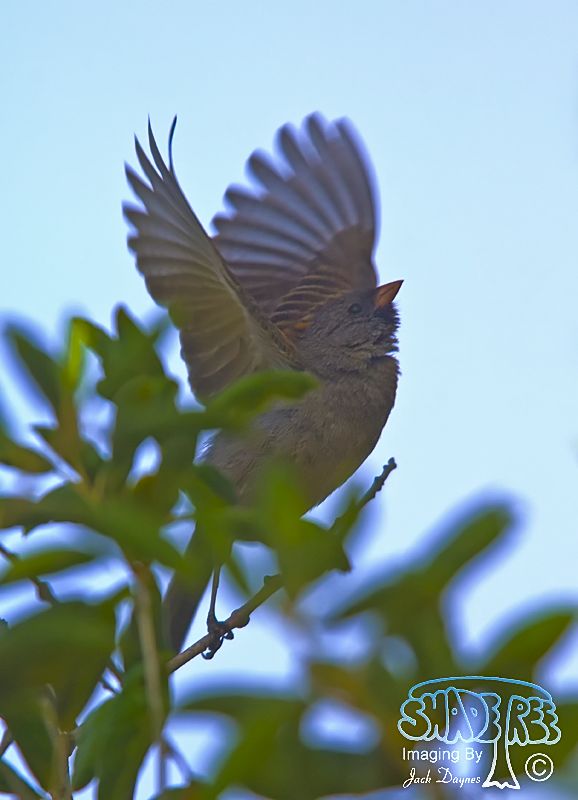 Black-Chinned Sparrow - Spizella atrogularis