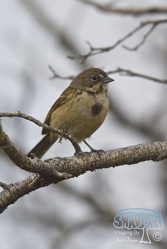 Bell's Sparrow - Artemisiospiza belli