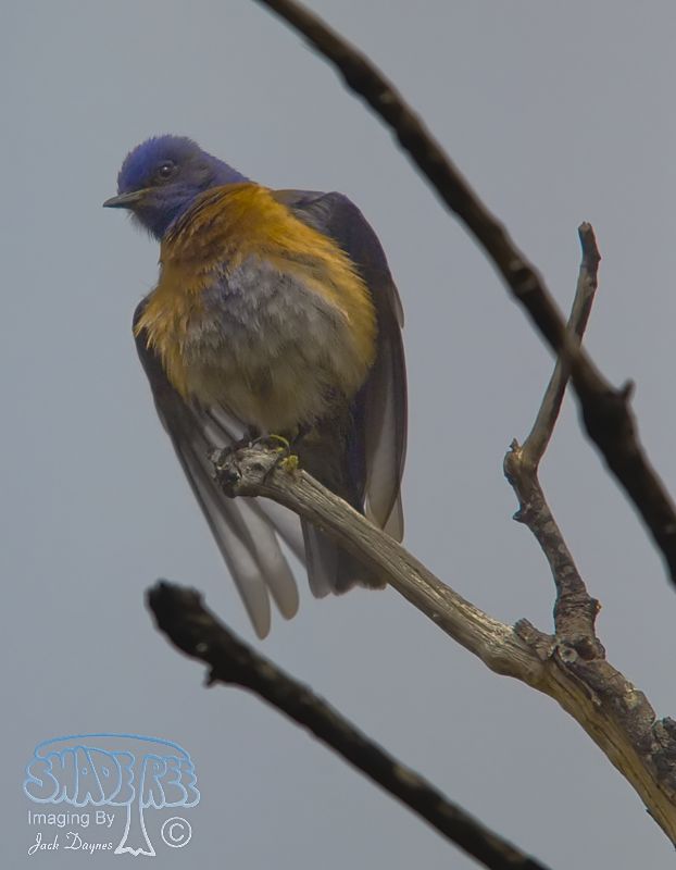 Western Bluebird - Sialia mexicana
