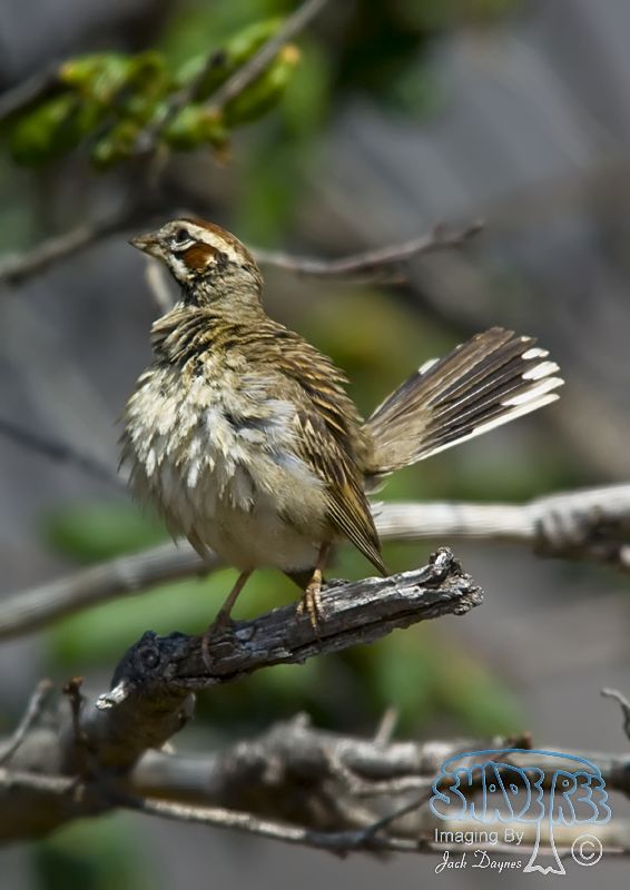 Lark Sparrow - Chondestes grammacus