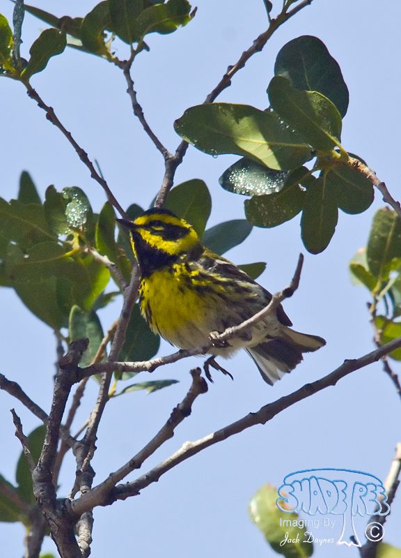 Townsend's Warbler - Dendroica townsendi