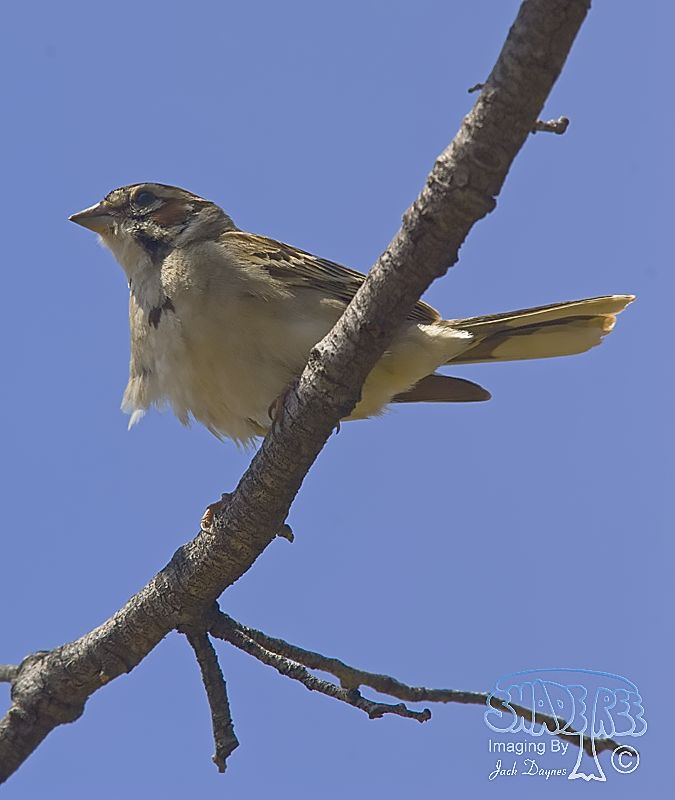 Lark Sparrow - Chondestes grammacus