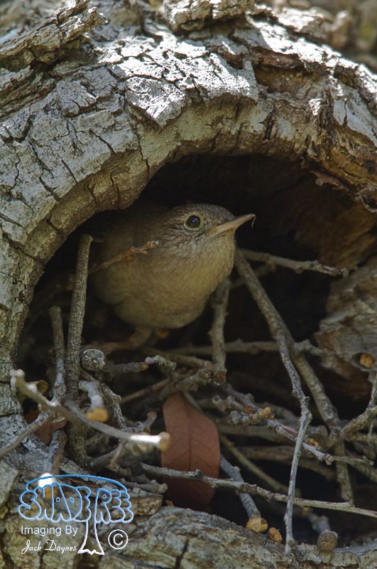 House Wren - Troglodytes aedon