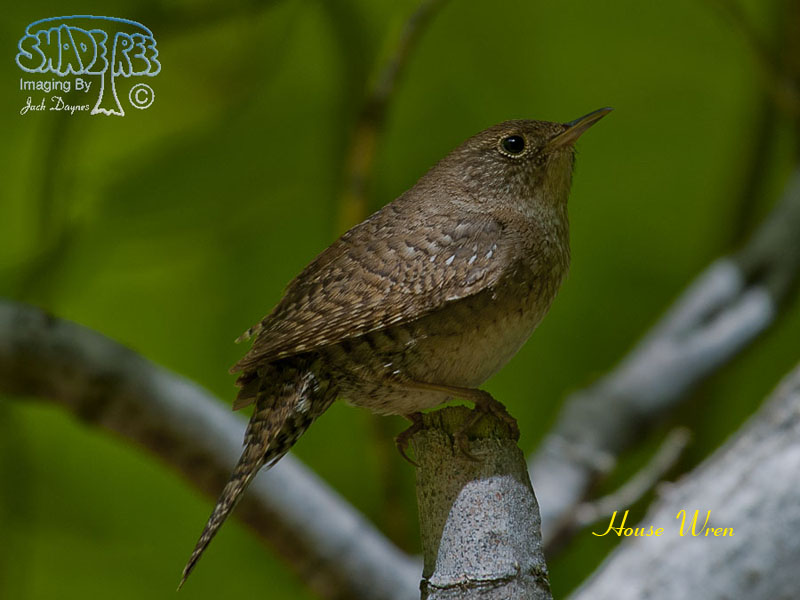 House Wren - Troglodytes aedon