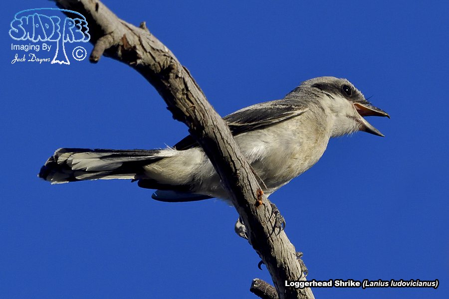 Loggerhead Shrike - Lanius ludovicianus