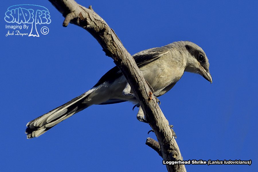Loggerhead Shrike - Lanius ludovicianus