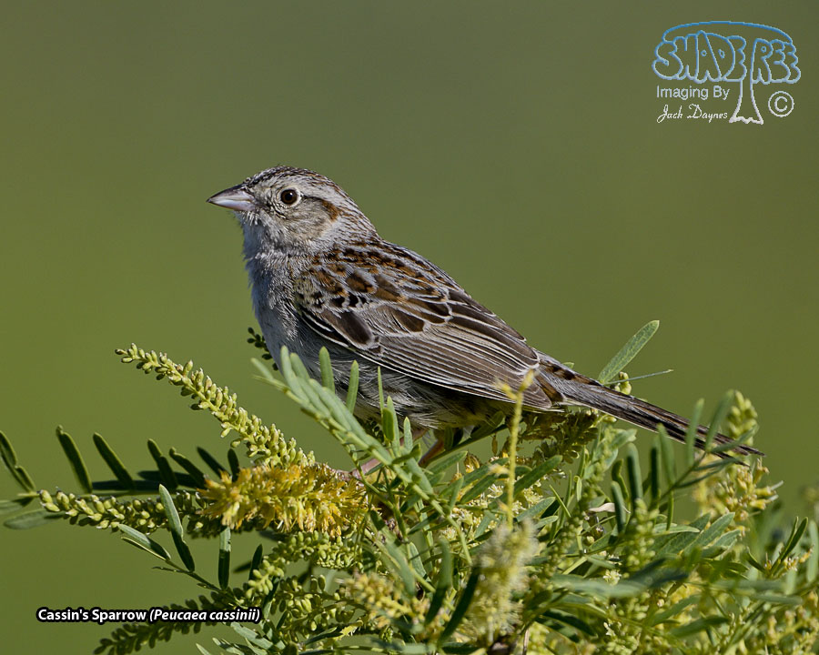 Cassin's Sparrow - Peucaea cassinii