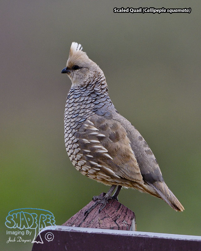 Scaled Quail - Callipepla squamata