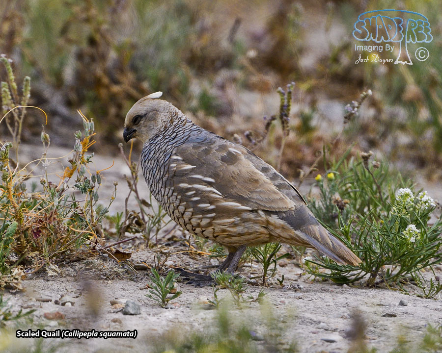Scaled Quail - Callipepla squamata