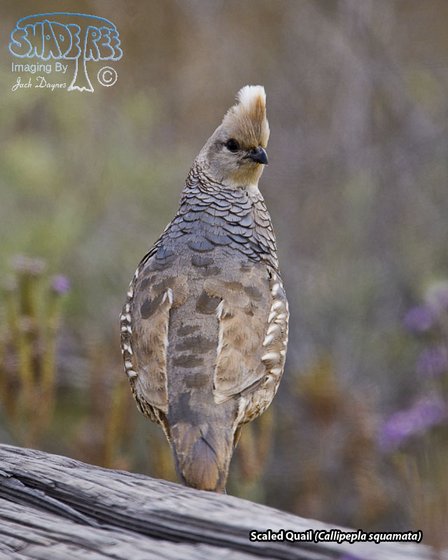 Scaled Quail - Callipepla squamata