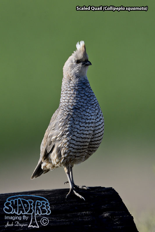 Scaled Quail - Callipepla squamata