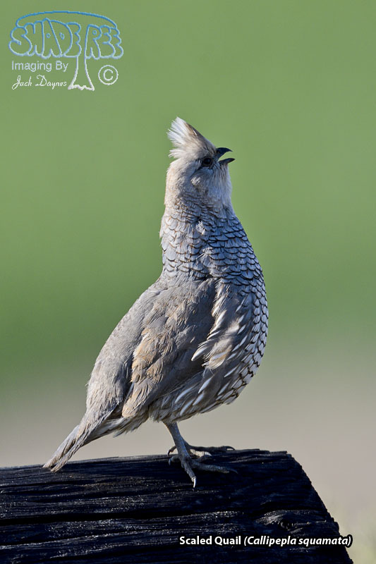 Scaled Quail - Callipepla squamata