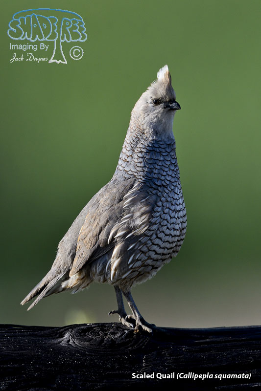 Scaled Quail - Callipepla squamata