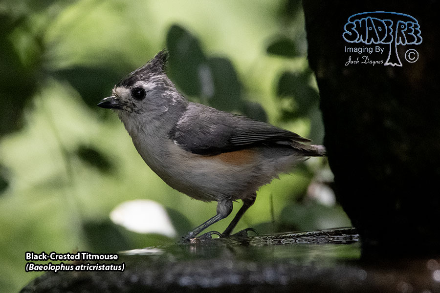 Black-Crested Titmouse - Baeolophus atricristatus