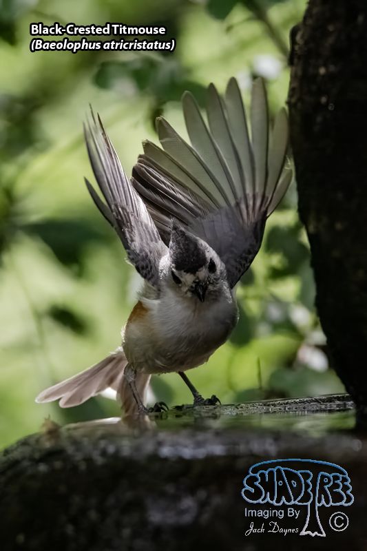 Black-Crested Titmouse - Baeolophus atricristatus