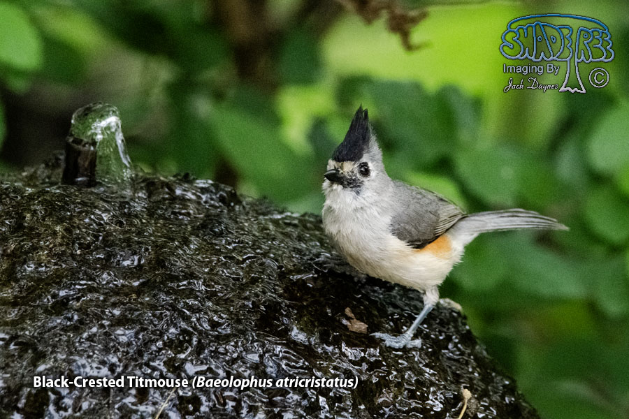 Black-Crested Titmouse - Baeolophus atricristatus