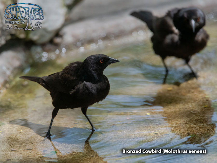Bronzed Cowbird - Molothrus aeneus