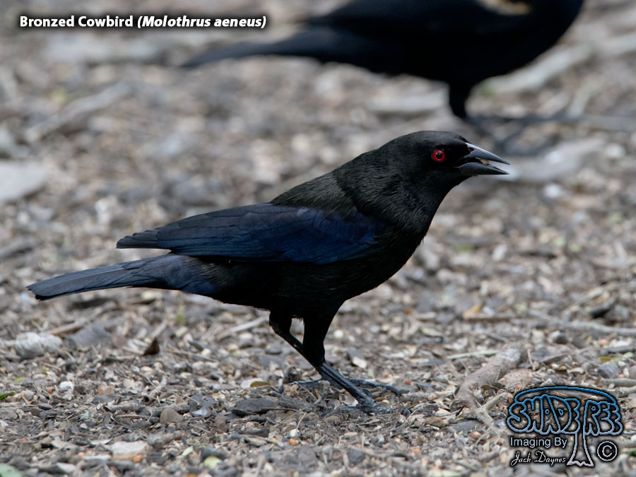Bronzed Cowbird - Molothrus aeneus