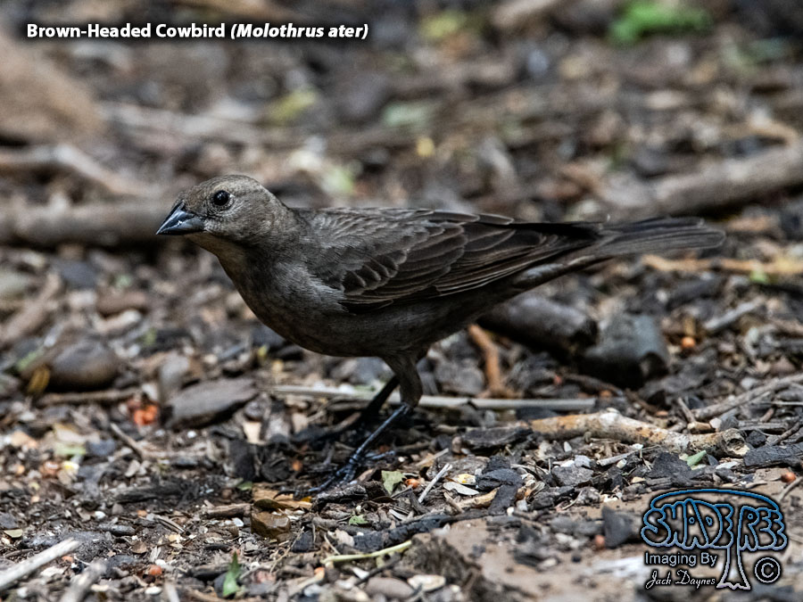 Brown-Headed Cowbird - Molothrus ater