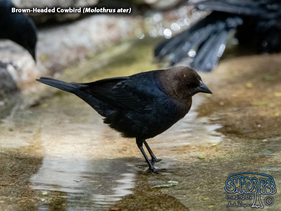 Brown-Headed Cowbird - Molothrus ater