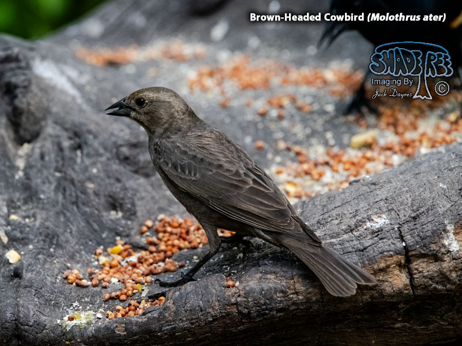 Brown-Headed Cowbird - Molothrus ater