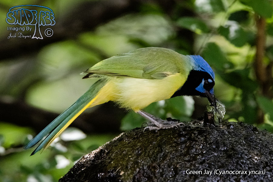 Green Jay - Cyanocorax yncas