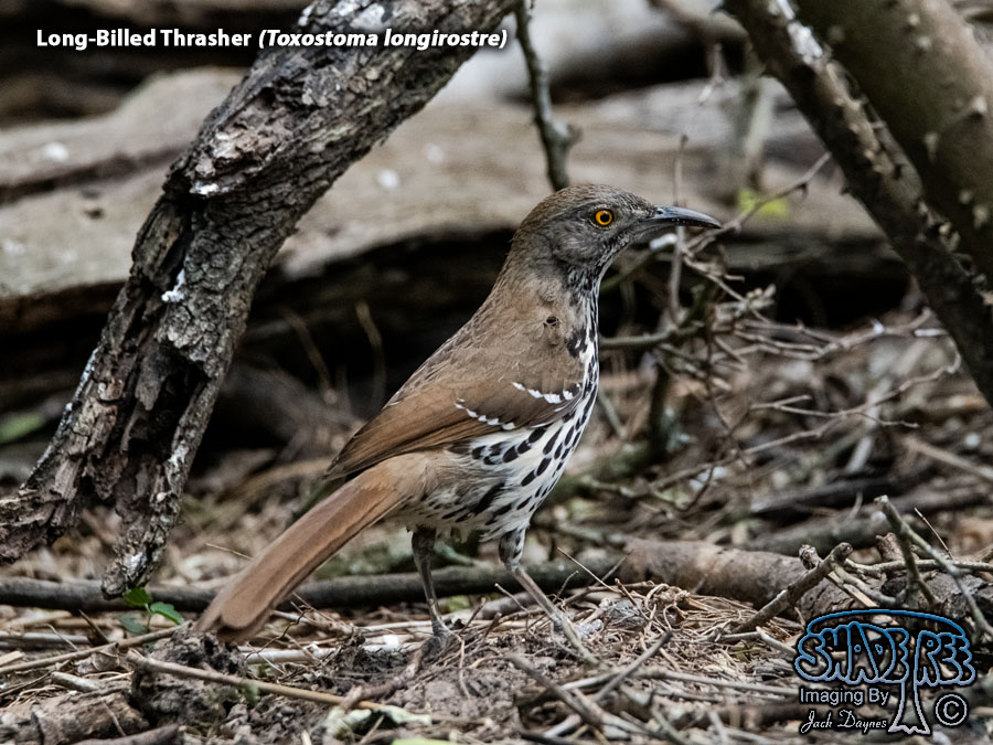 Long-Billed Thrasher - Toxostoma longirostre