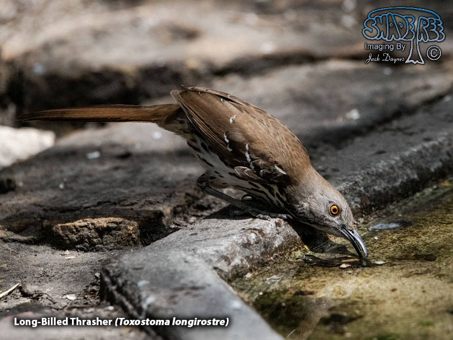 Long-Billed Thrasher - Toxostoma longirostre