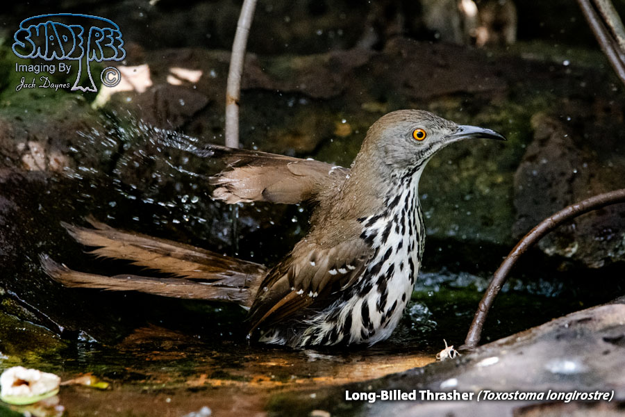 Long-Billed Thrasher - Toxostoma longirostre