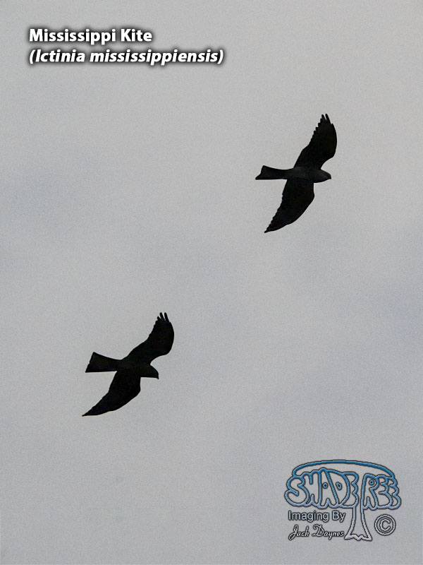 Mississippi Kite - Ictinia mississippiensis