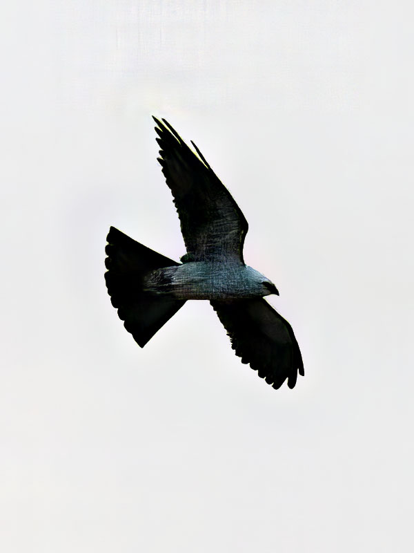 Mississippi Kite - Ictinia mississippiensis